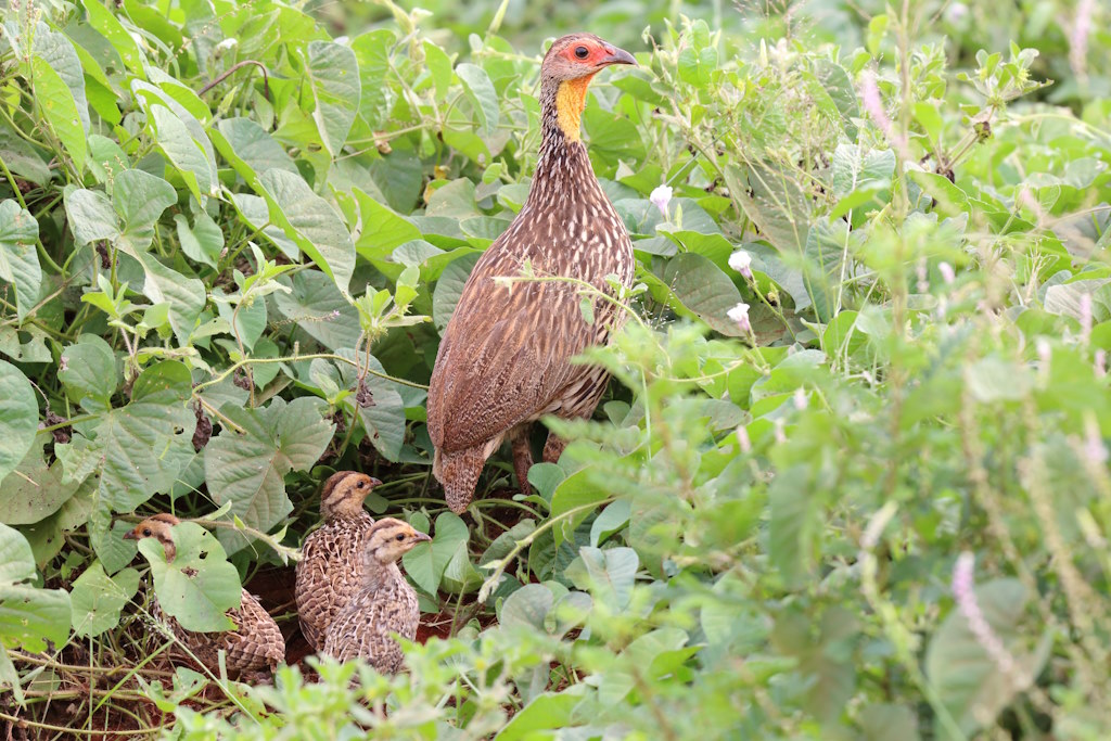 113 Francolin à cou jaune.jpg