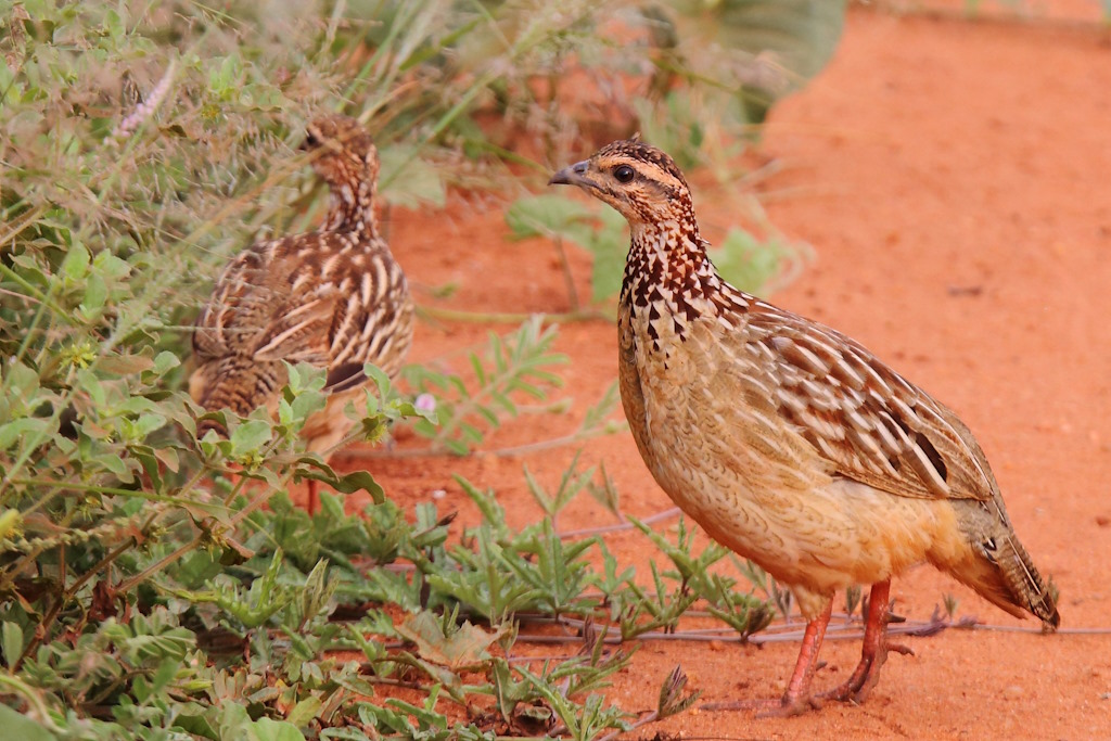 114 Francolin huppé.jpg