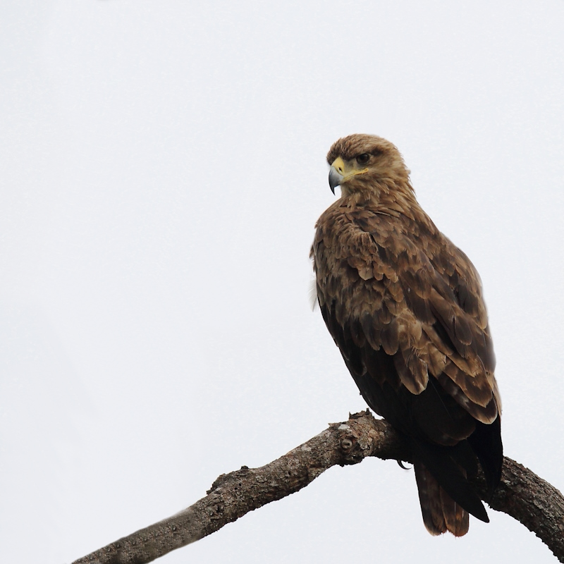 115 Aigle ravisseur.jpg