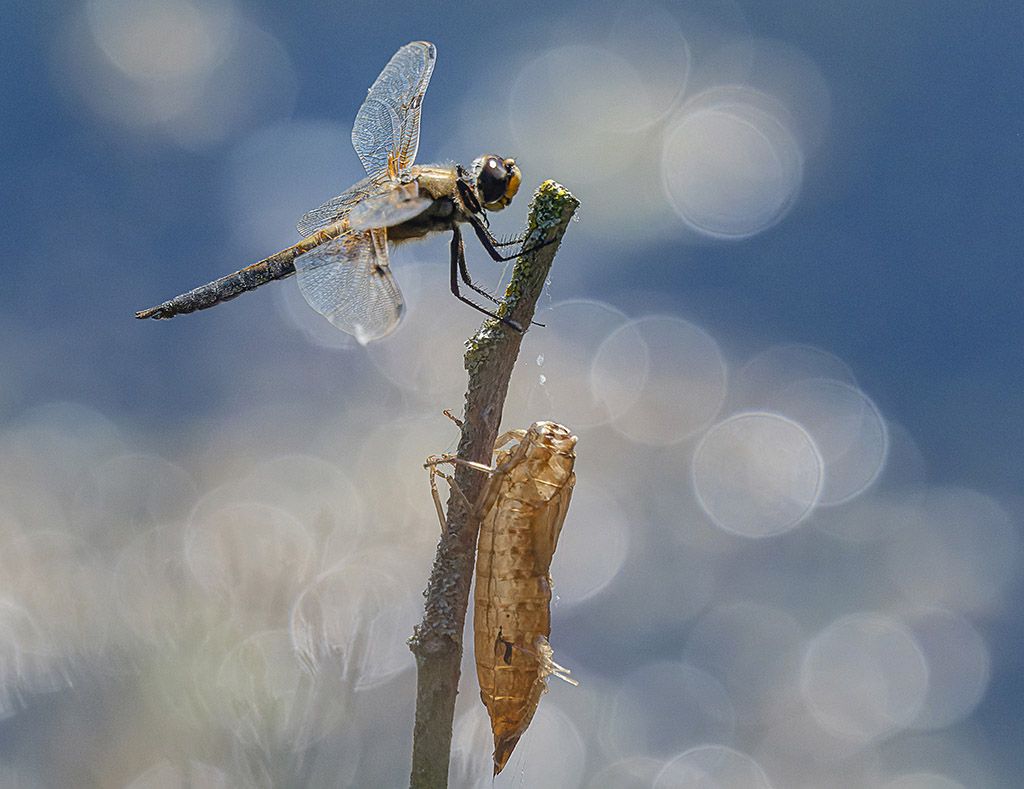 Libellule et chrysalide.jpg