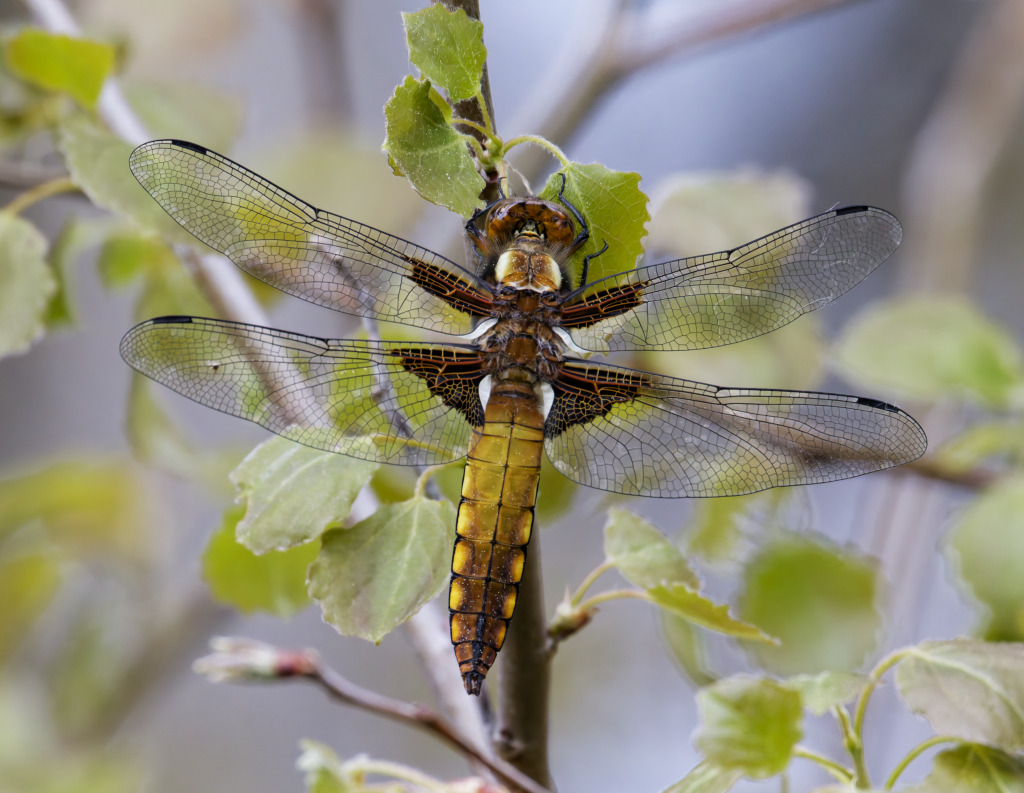 Libellule déprimée.jpg