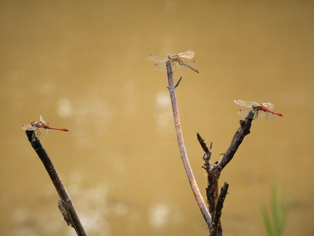 P1120490 concours 3.jpg