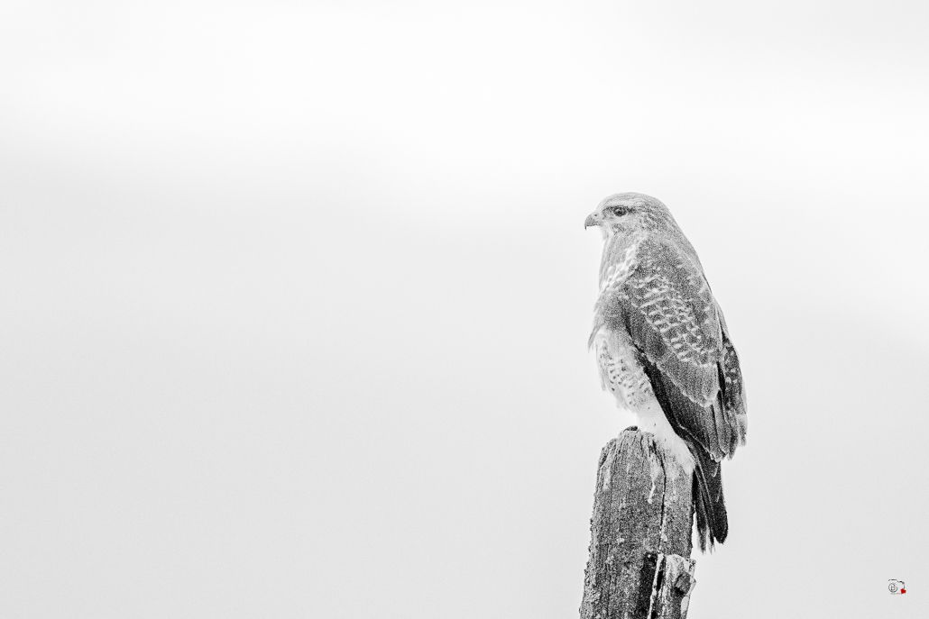 Buse variable (Buteo buteo) Common buzzard-227.jpg