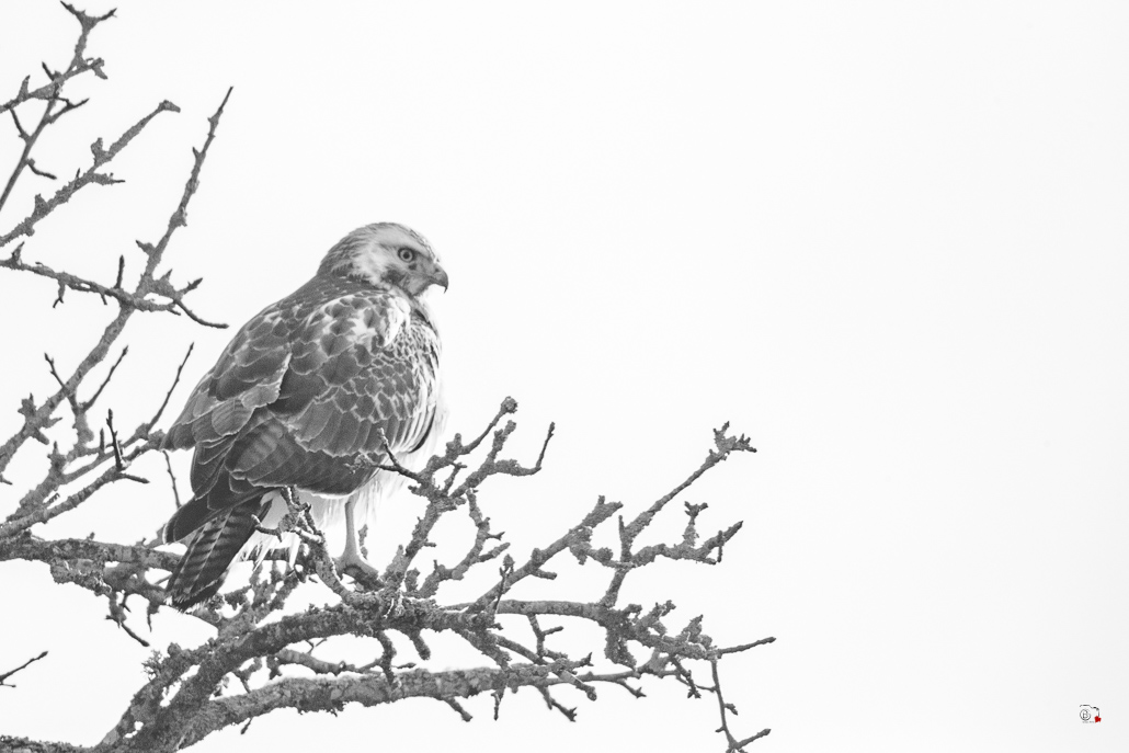Buse variable (Buteo buteo) Common buzzard-339.jpg