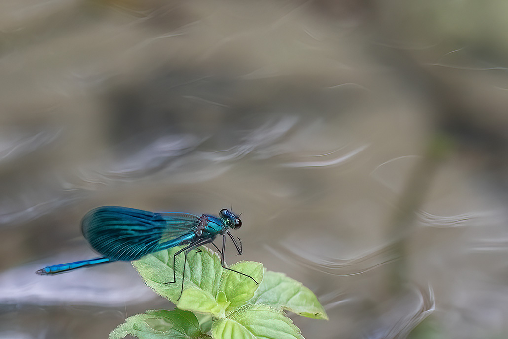 Libellule AD Concours-2.jpg