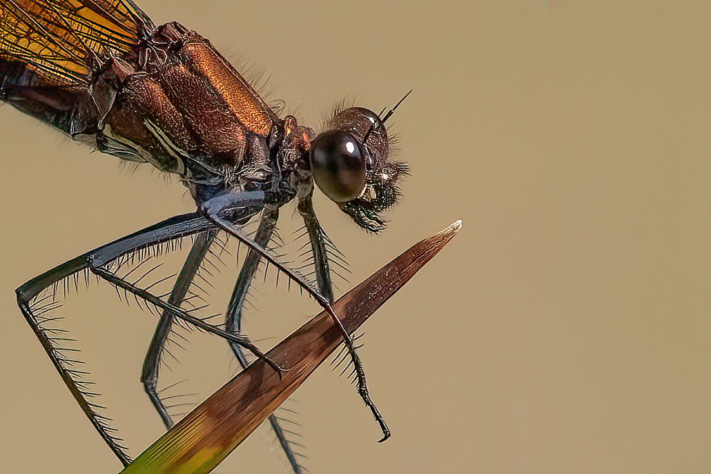 Libellule AD Concours.jpg