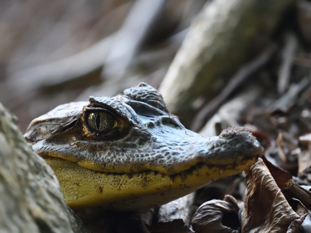 NEW_5340 Caiman.JPG