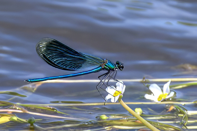 JCl Ortiz Libellule (1).jpg