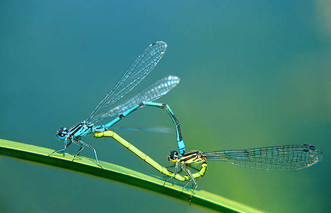 JCl Ortiz Libellule (2).jpg