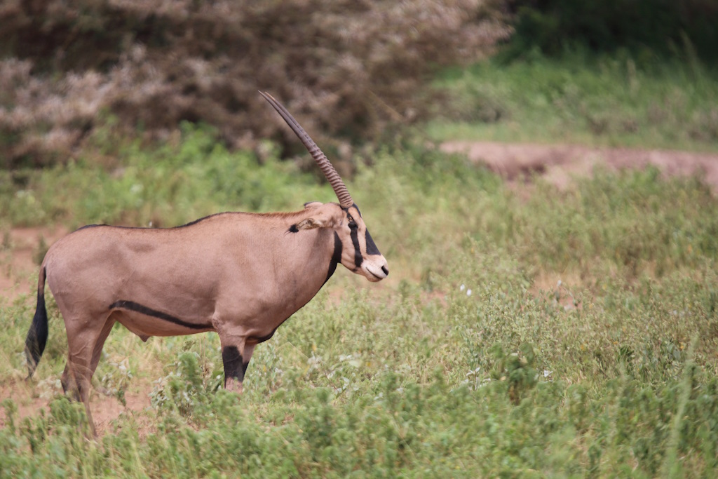 139 Oryx beïsa.jpg