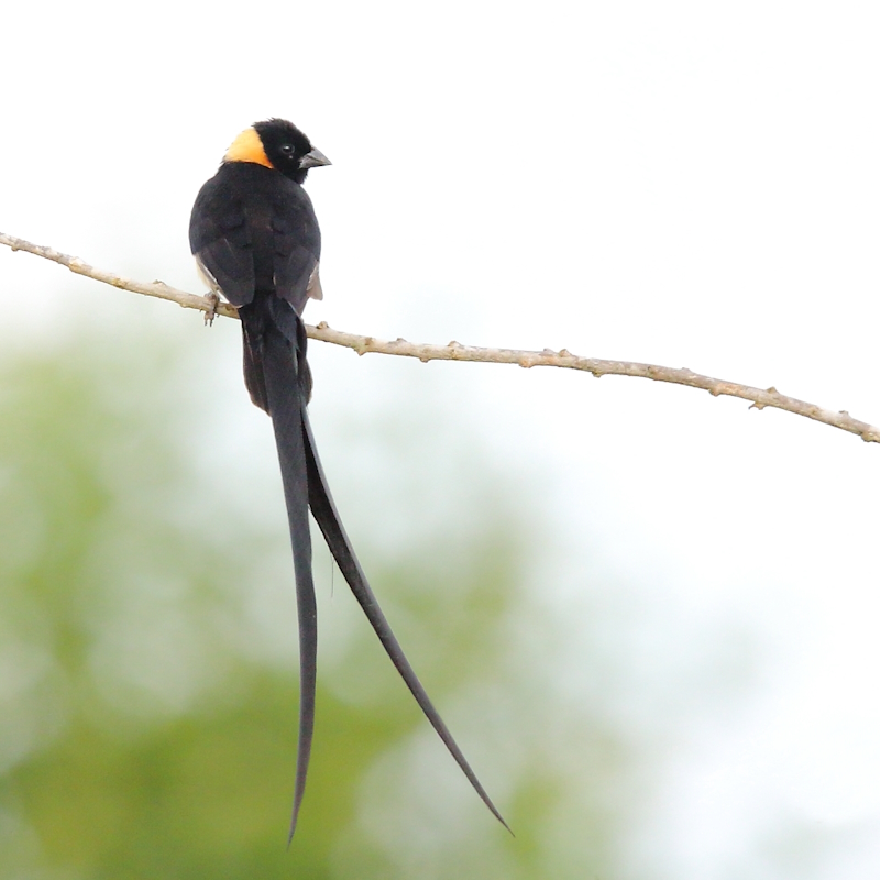 143 Veuve de paradis.jpg