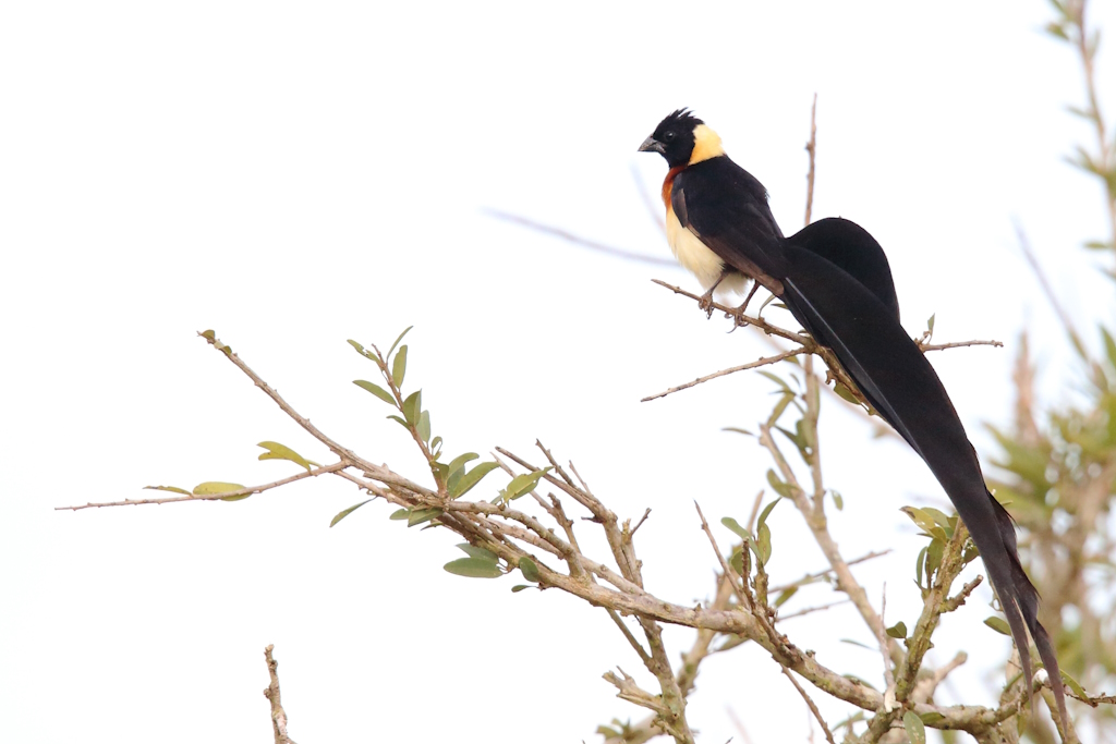 144 Veuve de paradis.jpg