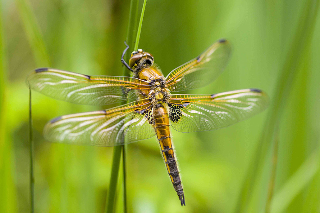 Libellule quatre taches 1.jpg