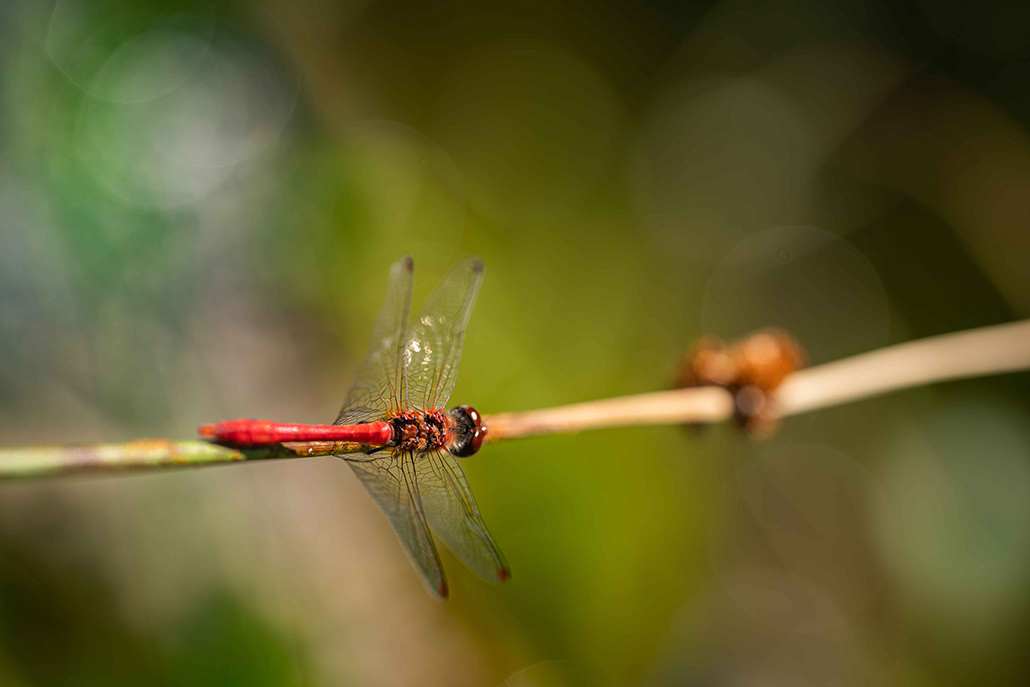 Sympetrum rouge sang 1.jpg