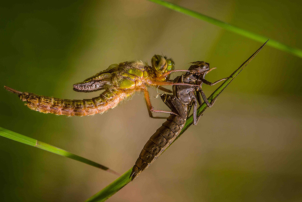 eclosion d'une quatre taches 1.jpg