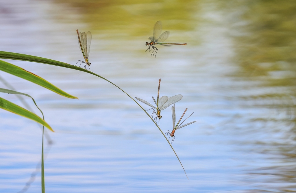 4 libellules-.jpg