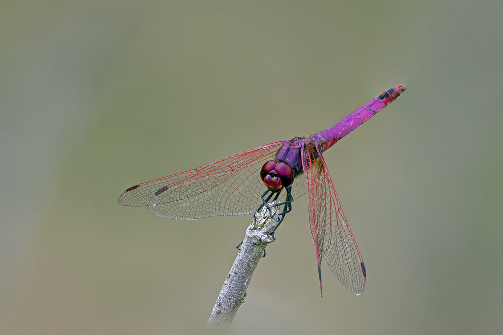 trithemis-pourpre(trithemis-annulata).jpg