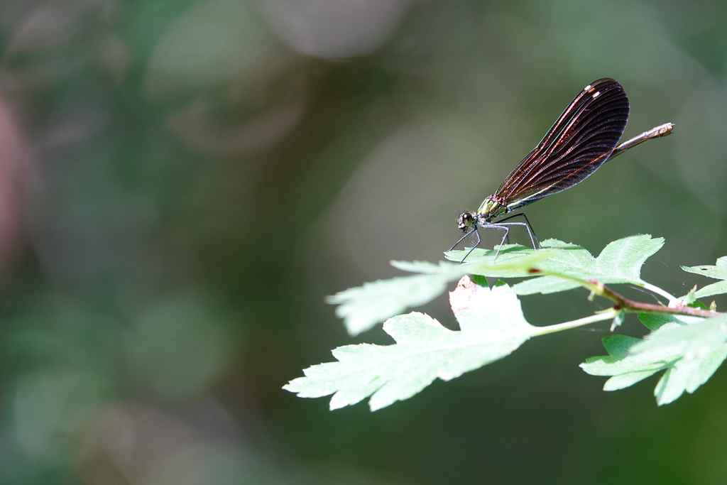 Redoutable chasseuse-2.jpg