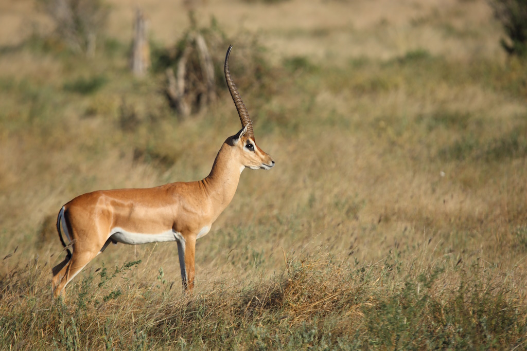 155 Gazelle de Grant.jpg