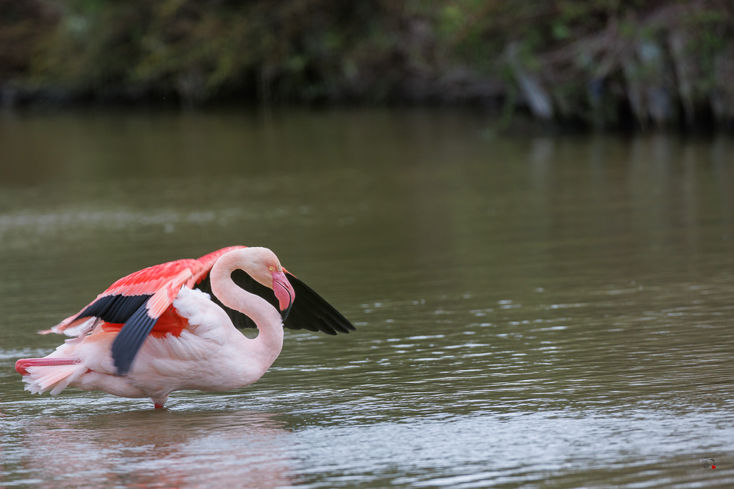 Flamant rose (Phoenicopterus roseus)-33.jpg