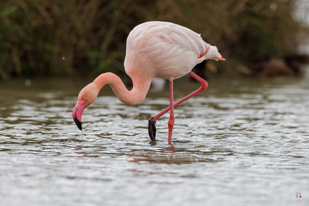 Flamant rose (Phoenicopterus roseus)-66.jpg