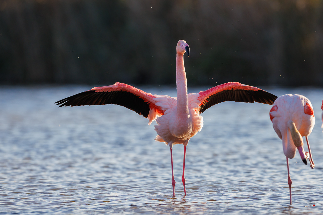 Flamant rose (Phoenicopterus roseus)-712.jpg