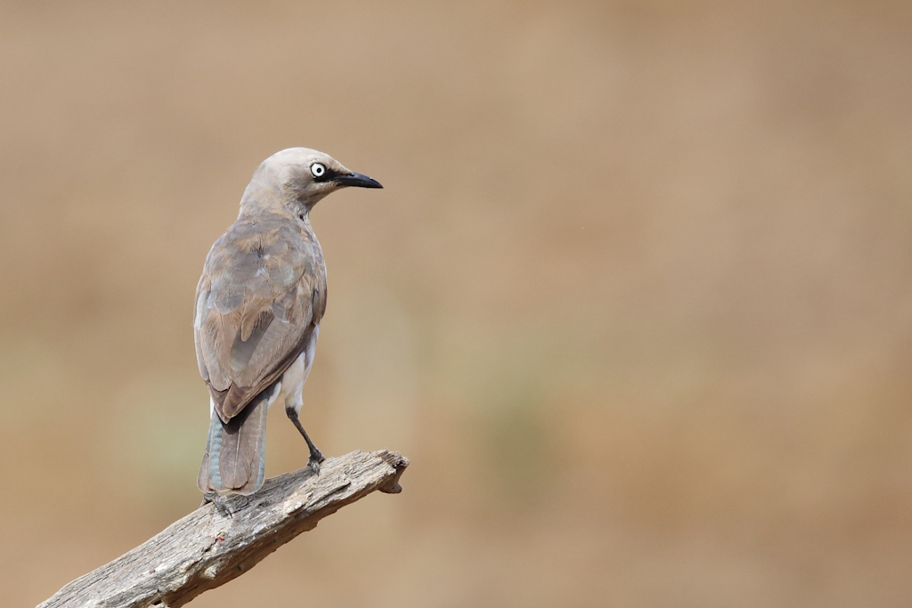 165 Spréo de Fischer.jpg