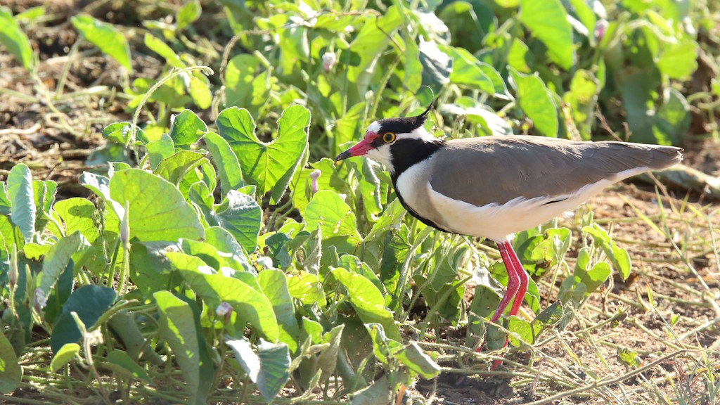 167 Vanneau à tête noire.jpg