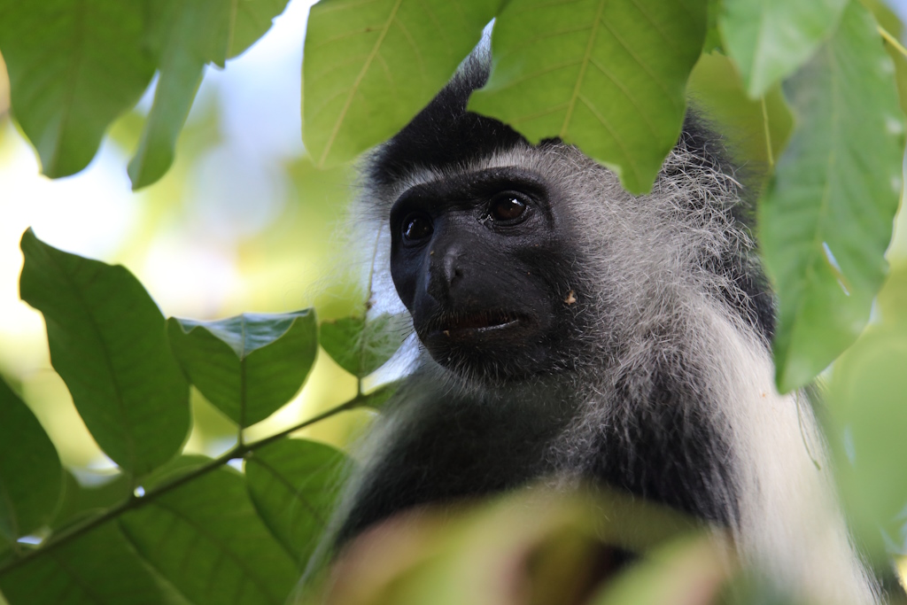 182 Colobe d'Angola.jpg
