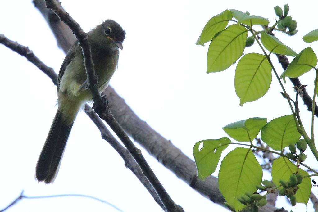 184 Bulbul à gorge verte.jpg