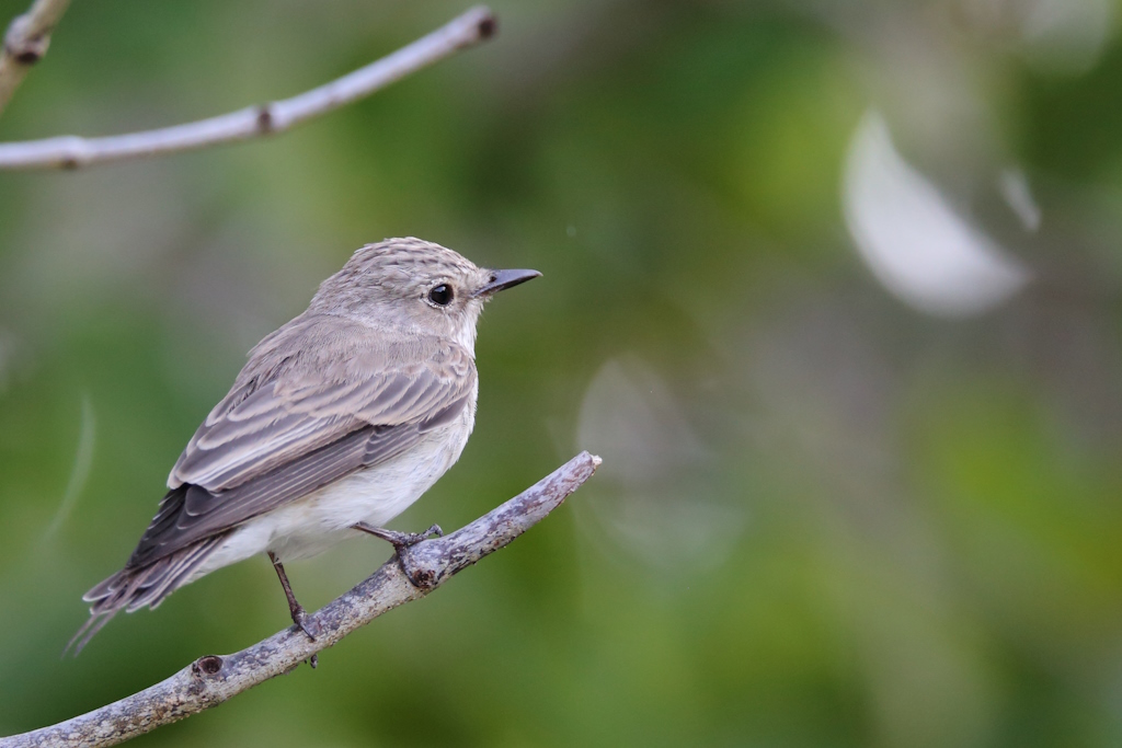 185 Gobemouche gris.jpg