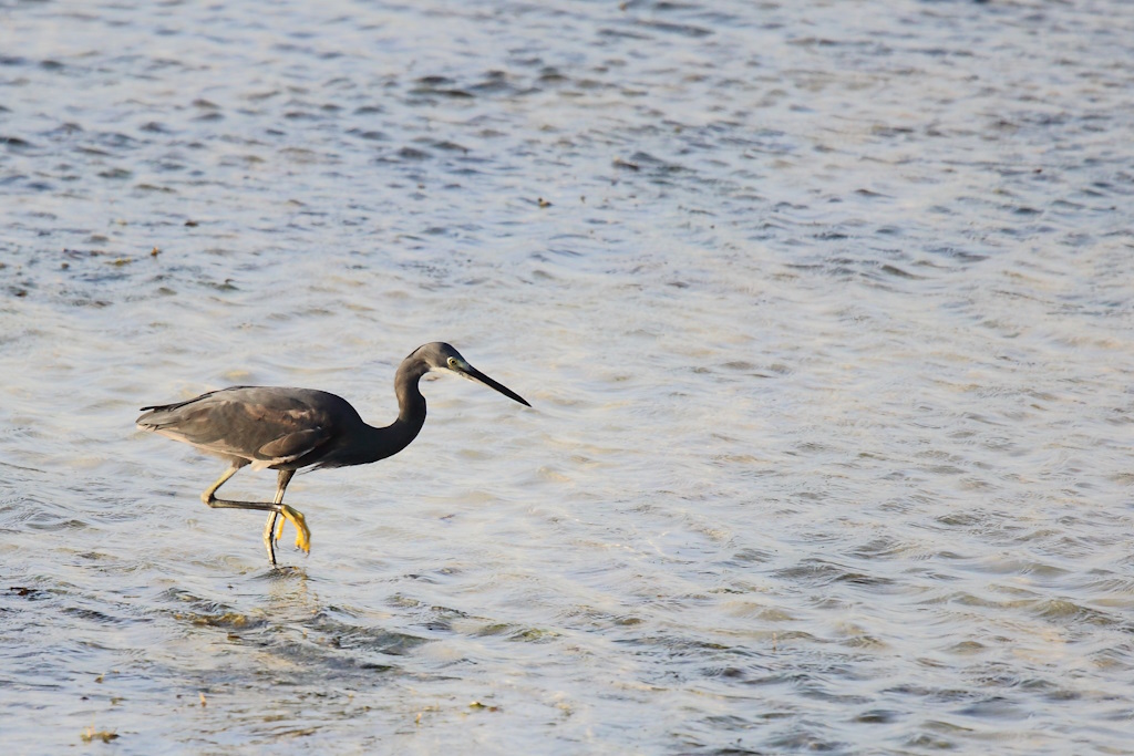 187 Aigrette dimorphe.jpg