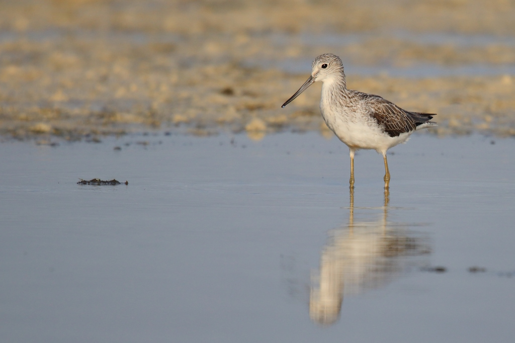 188 Chevalier aboyeur.jpg