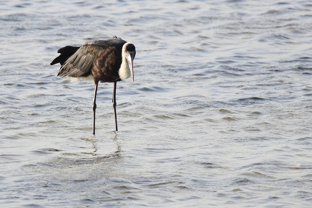189 Cigogne à pattes noires.jpg