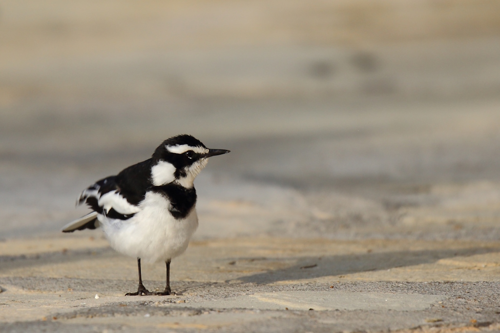 190 Bergeronnette pie.jpg