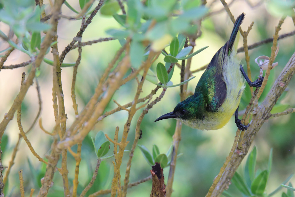 191 Souimanga à collier.jpg