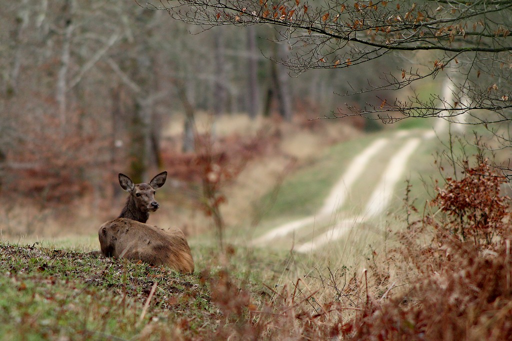 pause sur l'aire de repos..jpg