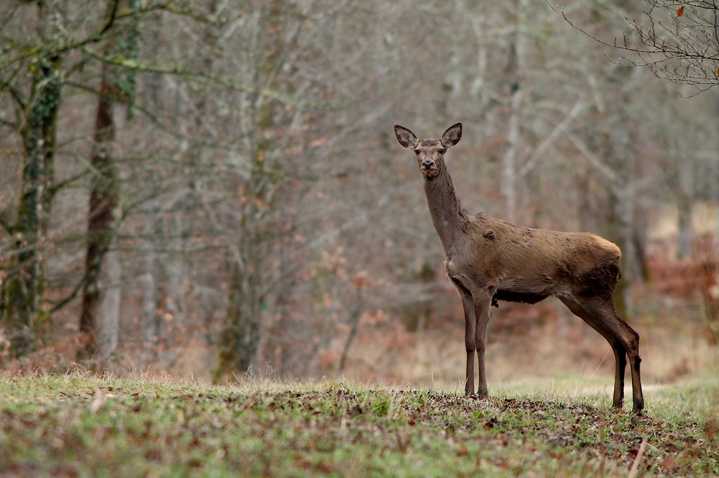 il est temps que l'hiver se termine.jpg