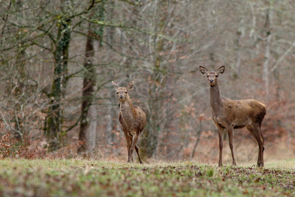 madame et son fils.jpg