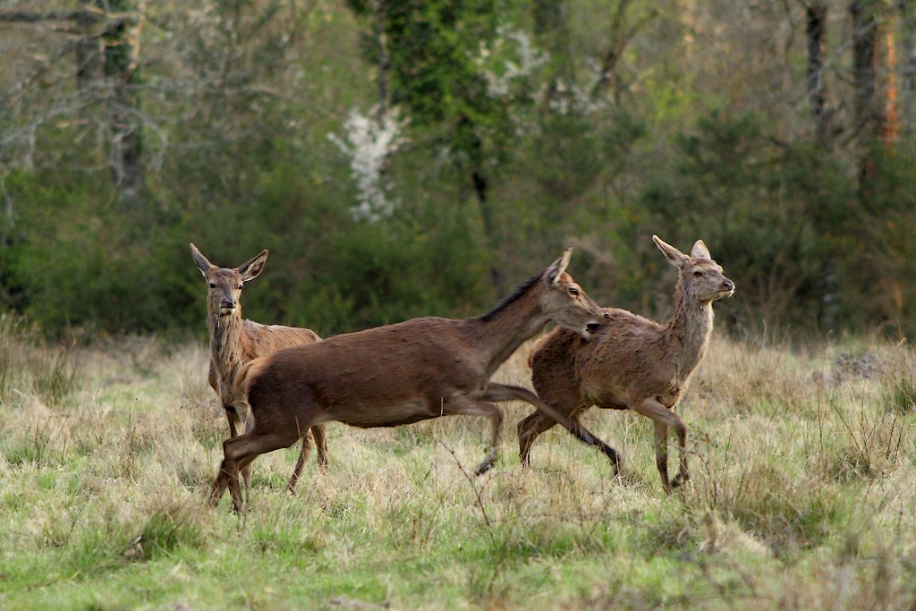 qui aime bien chatie bien.jpg