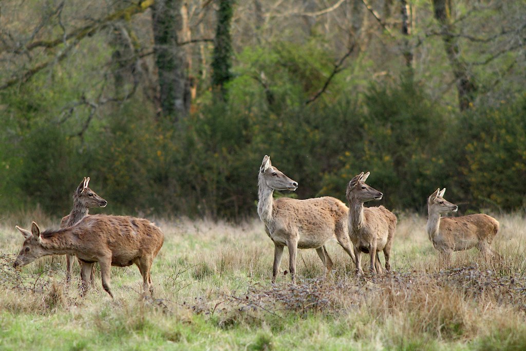 la famille dalton.jpg