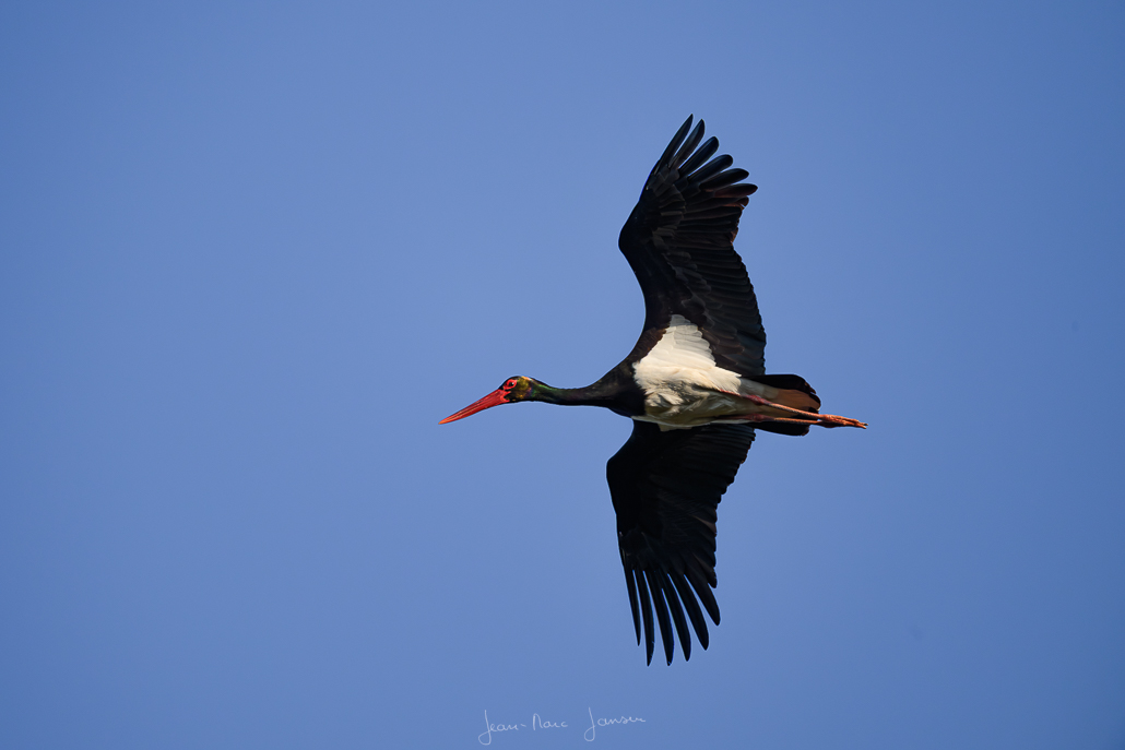 20250411_174434_CigogneNoire_Avril2025_JZ_3550_1080.jpg