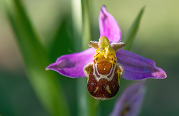 Ophrys abeille.jpg