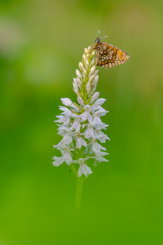 Orchis de fuchs et mélitée.jpg