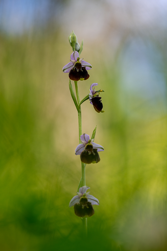 Ophrys bourdon juin 2024 1.jpg