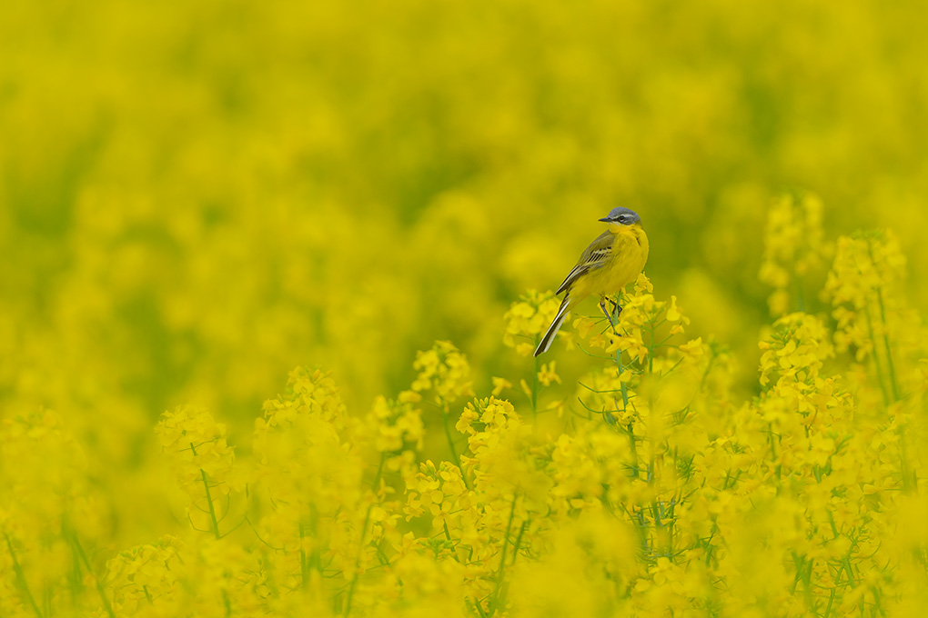 Bergeronnette printanière internet 6.jpg