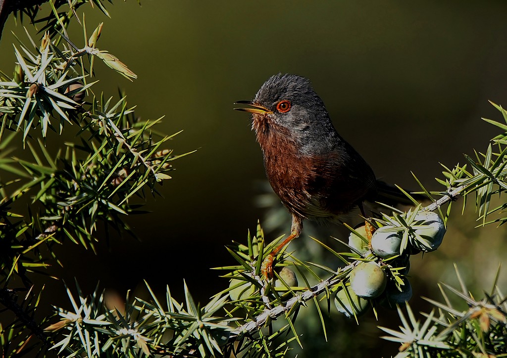 Fauvette Pitchou  (1).jpg