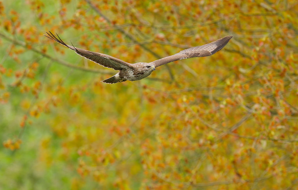 DSC_3412_DxO.jpg