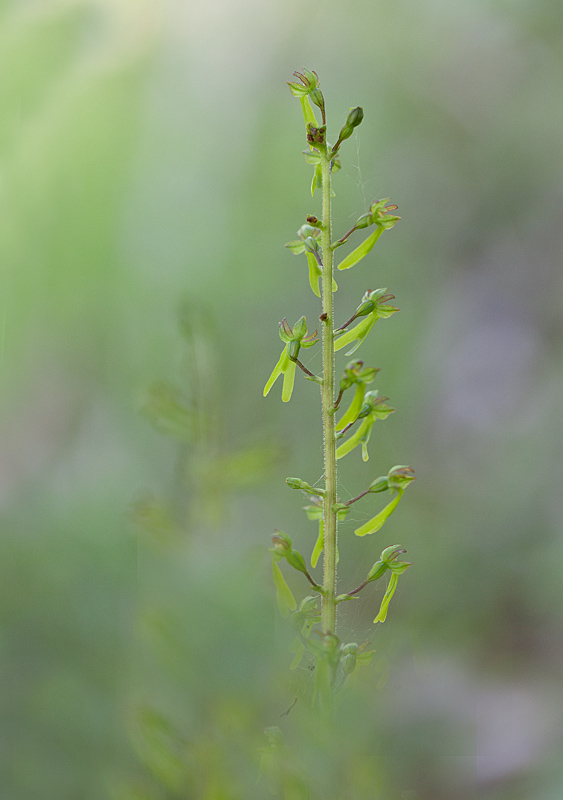 Listére ovata  J rivière.jpg