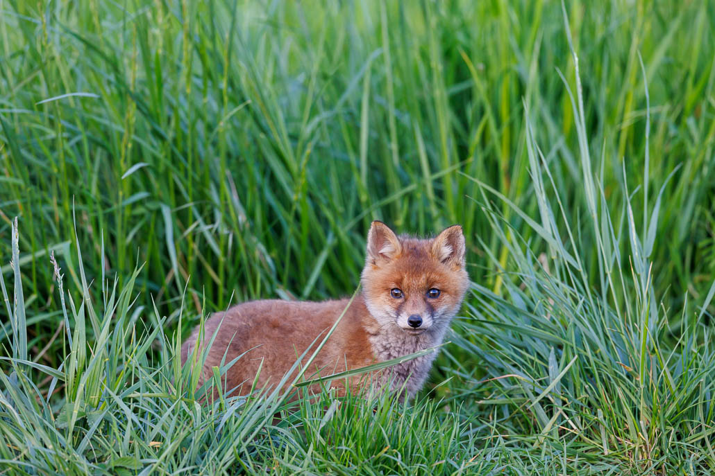 Renard roux (Vulpes vulpes)-red Fox-134.jpg